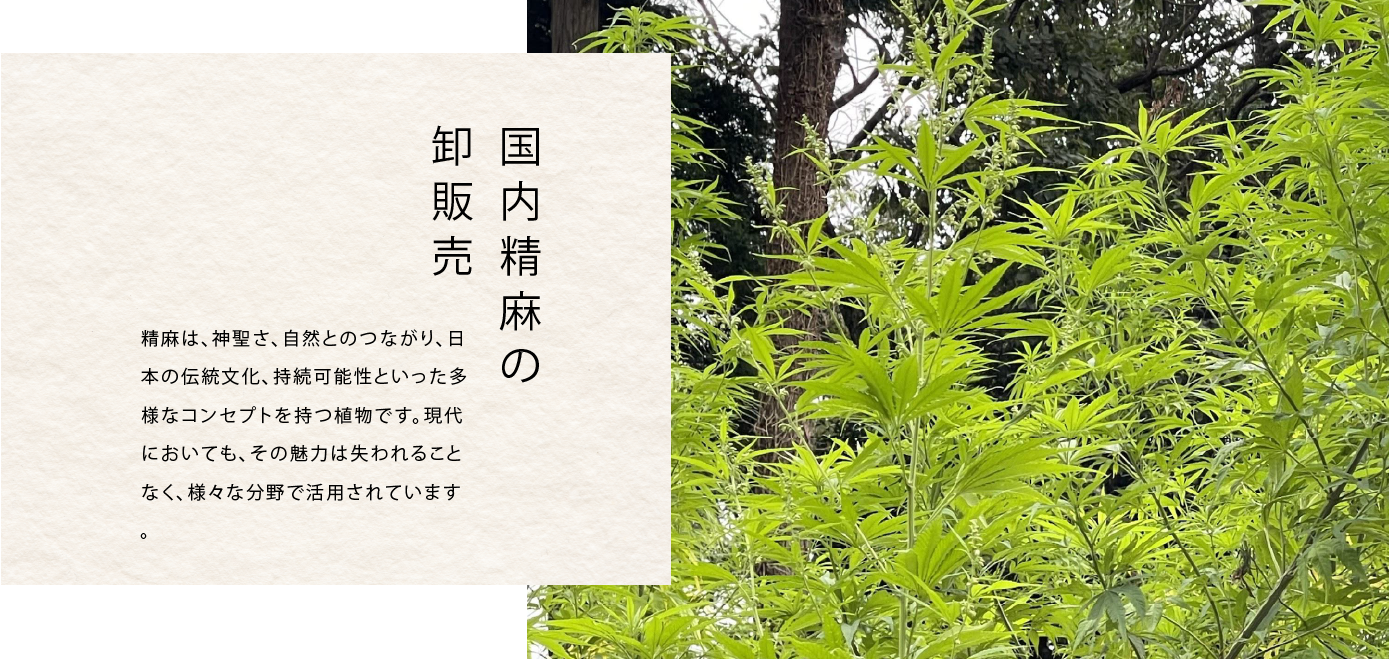 麻の木の画像